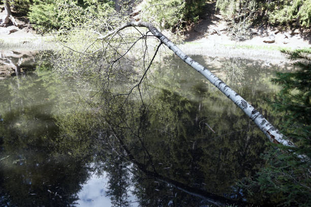 reflections in the water of the lake sulfner in south tirol, italy - hafling imagens e fotografias de stock