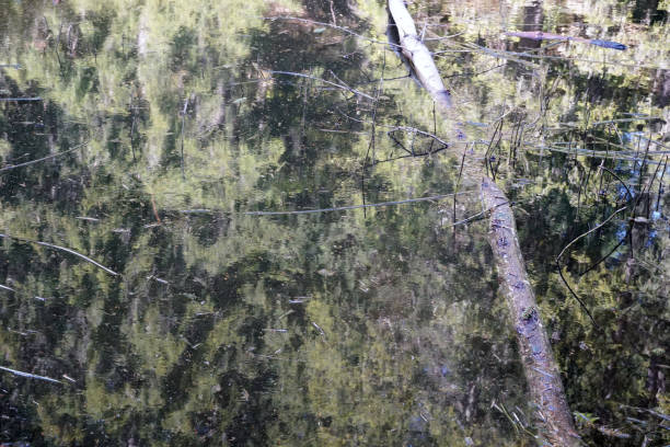 reflections in the water of the lake sulfner in south tirol, italy - hafling imagens e fotografias de stock