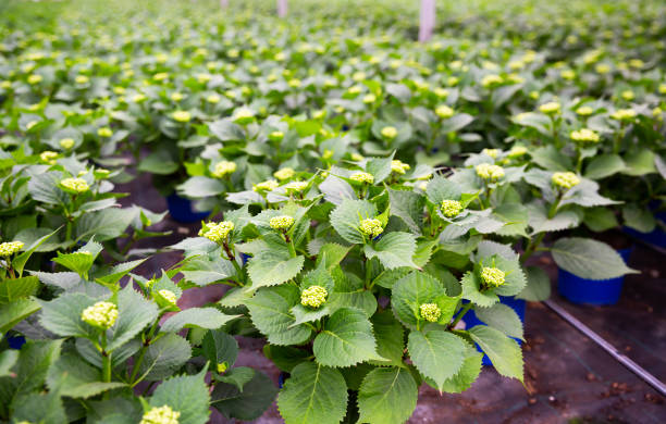 Hydrangea or hortensia. Field of potted green bushes with flower buds in hothouse