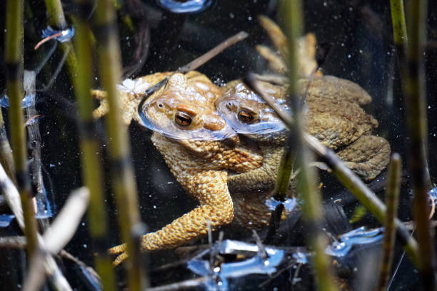 frog in the water of the lake sulfner in south tirol, italy - hafling imagens e fotografias de stock