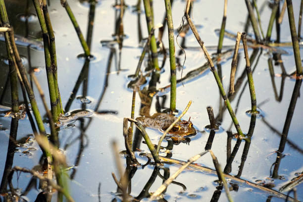 frog in the water of the lake sulfner in south tirol, italy - hafling imagens e fotografias de stock