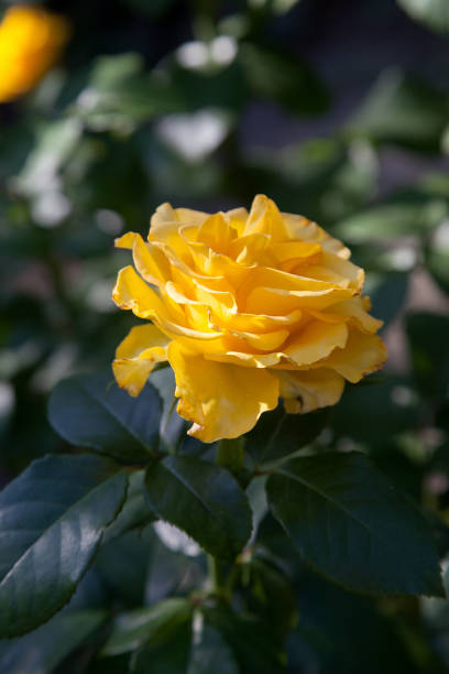istock Beautiful rose bush growing in the garden 1221349530