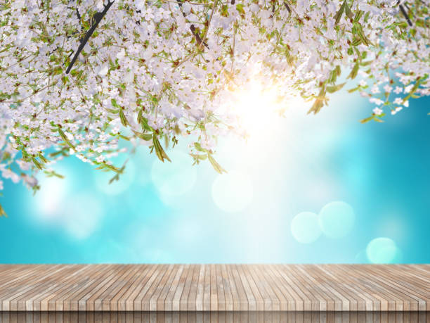 istock 3D wooden table looking out to a cherry blossom tree on a blue sky background 1221352898