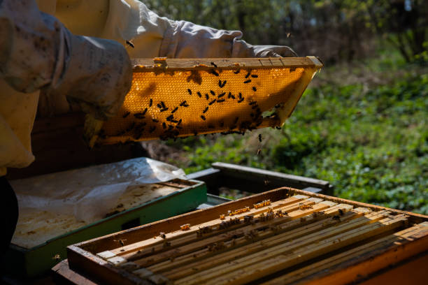 istock Beehive. Wooden beehive and bees. 1221354289