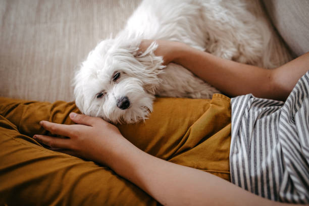 istock Boy stroking his pet dog 1221359463