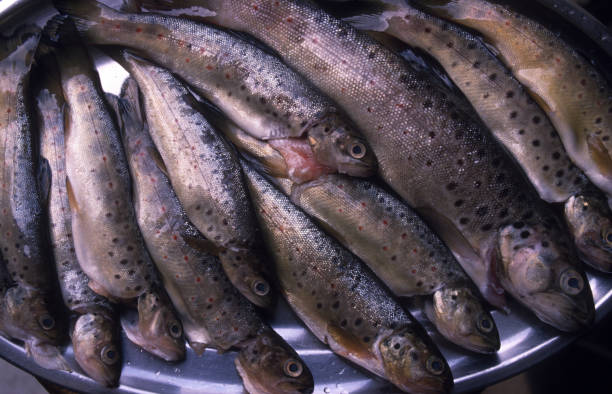 A plate with freshly caught and ready to cook trout