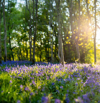 Sunrise in a bluebell wood, Midlands U.K