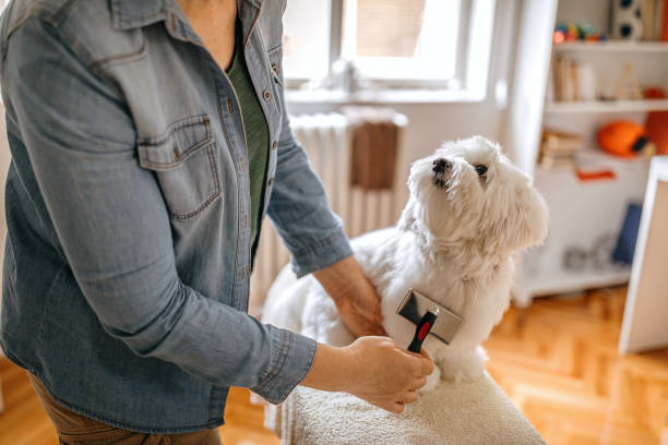 Woman grooming pet dog at home Woman brushing her pet Maltese dog at home animal brush stock pictures, royalty-free photos & images