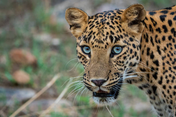 leopardo o pantera o panthera pardus in sfondo verde a riserva forestale jhalana, jaipur, rajasthan, india - claw rainforest outdoors close up foto e immagini stock