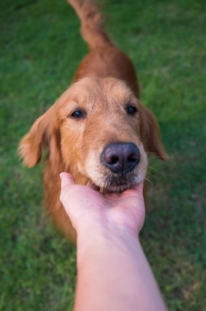 istock Hold the golden retriever's head by hand 1221361941