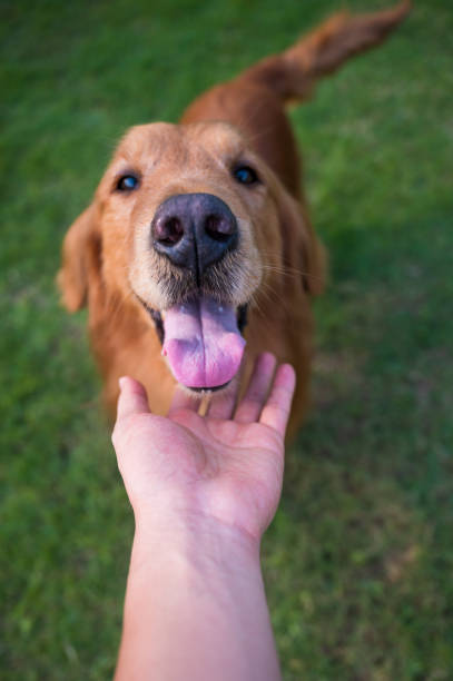 istock Hold the golden retriever's head by hand 1221361943