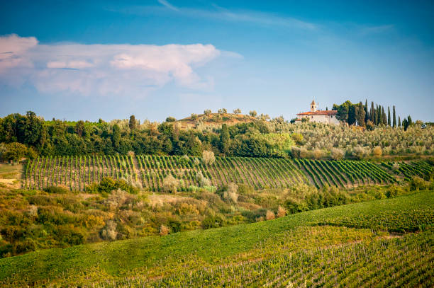 colinas de chianti con viñedos, olivar y ciprés. paisaje toscano entre florencia. italia - italy summer florence italy tuscany fotografías e imágenes de stock