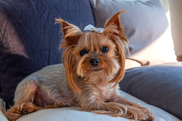 istock Yorkshire Terrier resting on the couch. Close-up portrait. 1221362767
