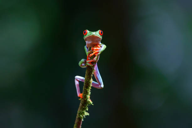 istock Red eyed tree frog (Agalychnis callidryas) in Costa Rica. 1221362954