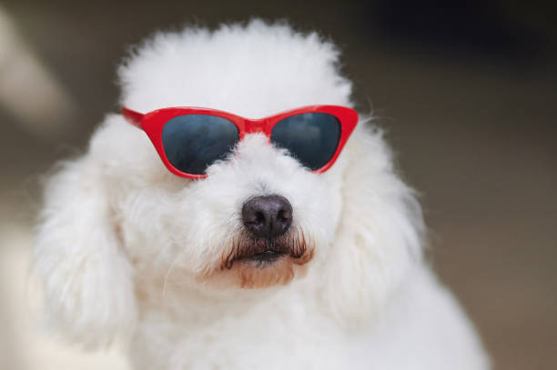 istock Poodle dog in red sunglasses 1221363042