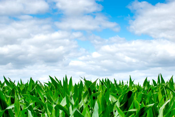 Vietzen, Field of Corn leafs green with blue sky and clouds