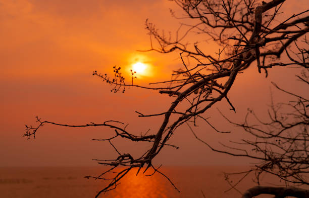 Beautiful silhouette leafless tree and sunset sky beside the sea. Romantic and peaceful scene of sea, sun, and sky at sunset time with beauty pattern of branches. Beauty in nature. Evening background.