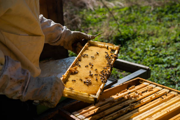 istock Beehive. Wooden beehive and bees. 1221367079