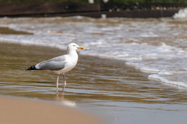 istock Seagull on a beach in shallow water 1221368050