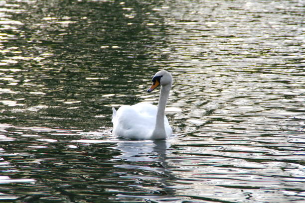 istock white swan swims in a pond 1221368391