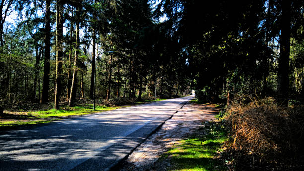 A straight road going through the woods