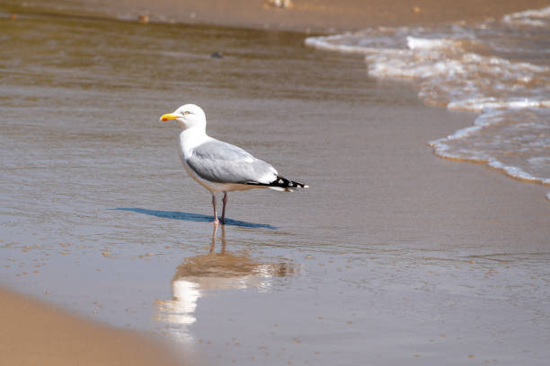 istock Seagull on a beach in shallow water 1221368484
