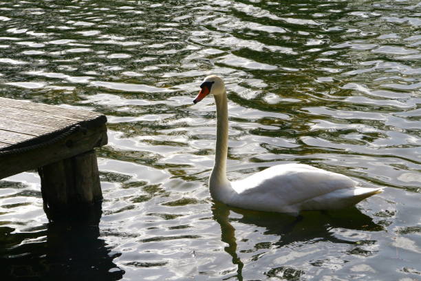istock white swan swims in a pond 1221368521