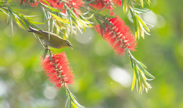 istock Indian White eye feeding on Bottle brush flower plant 1221369821