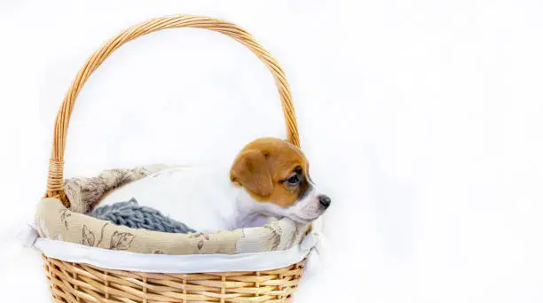 Photo of Cute red-haired puppy Jack Russell Terrier sitting in an Easter basket on a white background. Horizontal elongated format. Greeting card.
