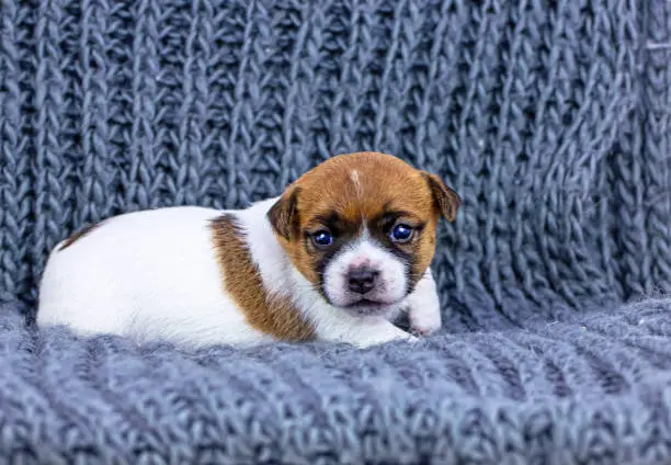 Photo of Cute red-haired puppy Jack Russell Terrier lies on a knitted gray rug. Horizontal format