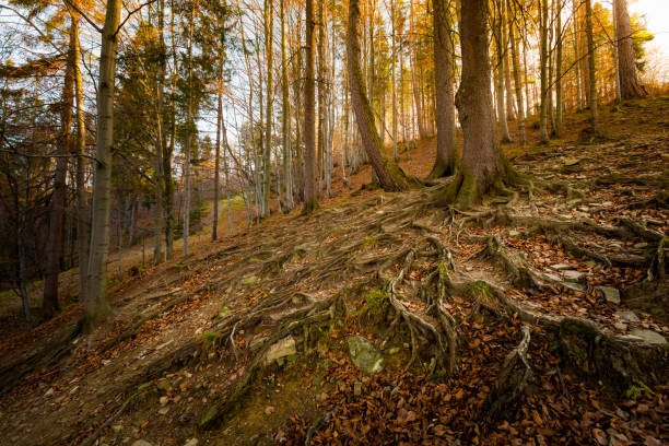 Beautiful panorama taken in polish mountains Beskidy on the way to Skrzyczne from Bialy Krzyz and Malinowska Skala during sunny weather. Landscape captured during trekking.