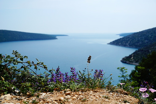 Flowers of sage and some leafy branches on the rock in front of the blurred view on the sea bay