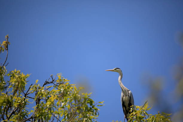 istock view of herons 1221371758