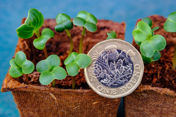 istock One British pound coin placed in a new growing plants in pots. 1221371849