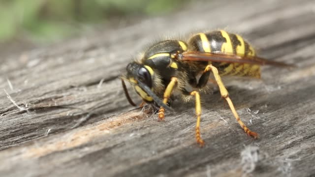 Wasp in the wild.