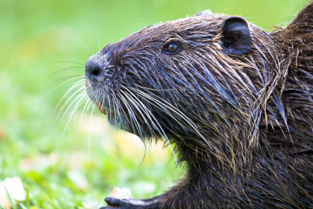 istock Head of nutria close-up. 1221373389