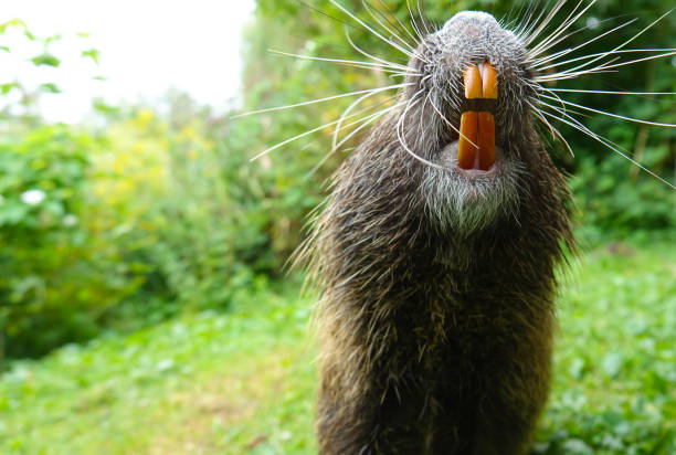 nutria com dentes laranjas - nutria rodent beaver water - fotografias e filmes do acervo