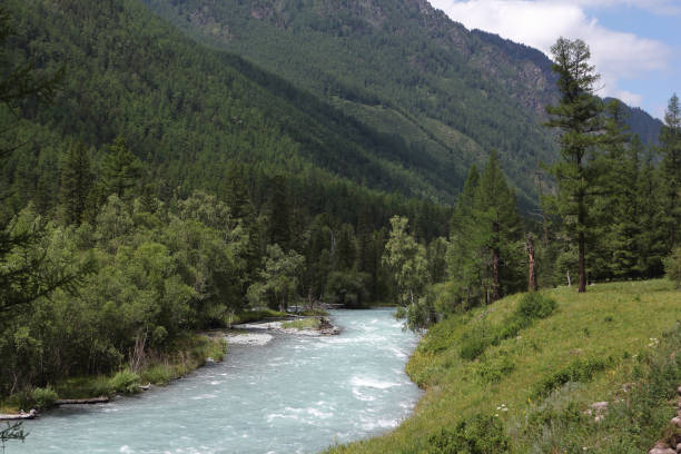 fiume kucherla che scorre tra i monti altai, russia - larch tree stone landscape sky foto e immagini stock