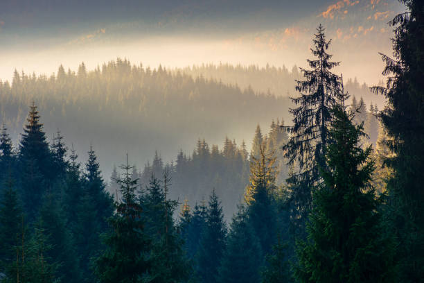 istock forest landscape in fog 1221373576
