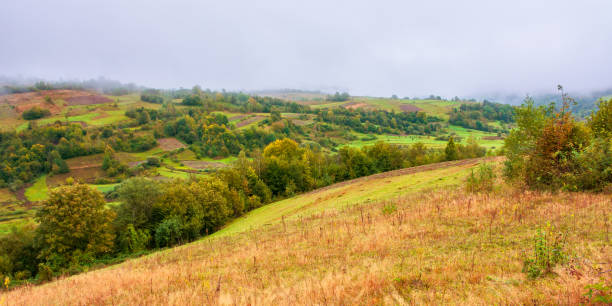 istock forest on mountain in mist at sunrise 1221374580