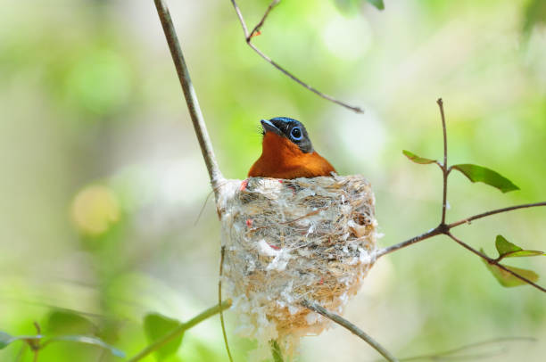 istock Malagasy Paradise Flycatcher - rufous 1221374878