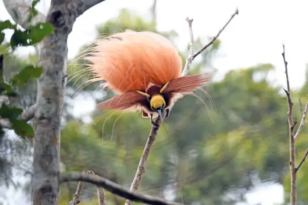 A Raggiana Bird-of-paradise in full display.