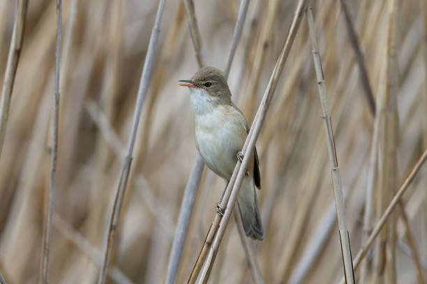Eurasian reed warbler (Acrocephalus scirpaceus) portrait Eurasian reed warbler (Acrocephalus scirpaceus) filmed on a reed stem in a natural habitat. Spring mating plumage marsh warbler stock pictures, royalty-free photos & images
