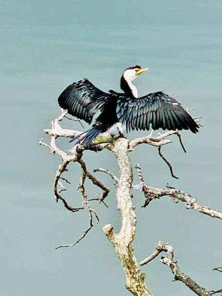 istock Duck drying its wings on branch 1221376826