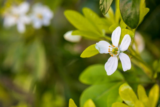 istock Choisya bush in flower 1221376910