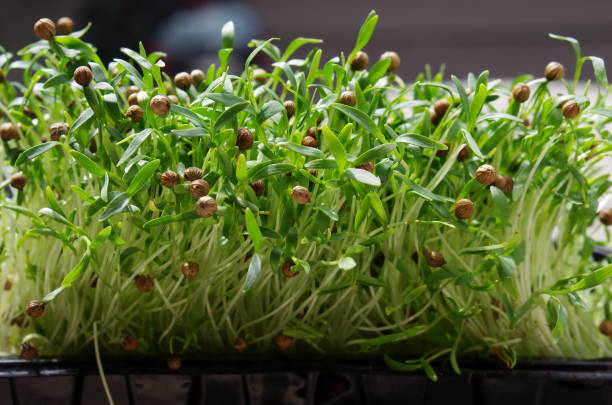istock sprouted Coriander seeds.  Coriander micro greens. Germinate Cilantro seeds 1221377608