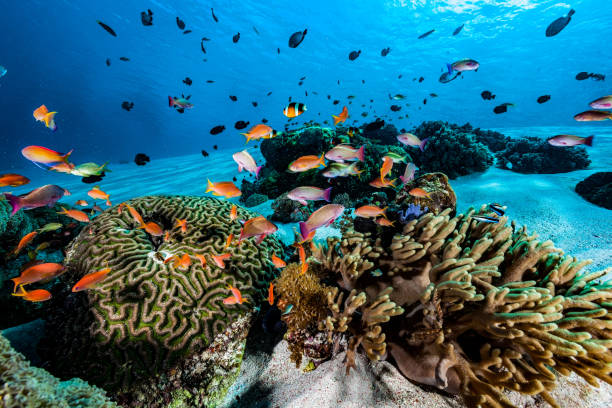 การประชุมปลาแอนเธียสที่ sandy reef, อุทยานแห่งชาติโคโมโด, อินโดนีเซีย - ปลากะรังจิ๋ว ปลาเขตร้อน ภาพสต็อก ภาพถ่ายและรูปภาพปลอดค่าลิขสิทธิ์