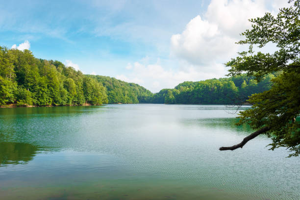 istock lake among beech forest of vihorlat mountains 1221377984