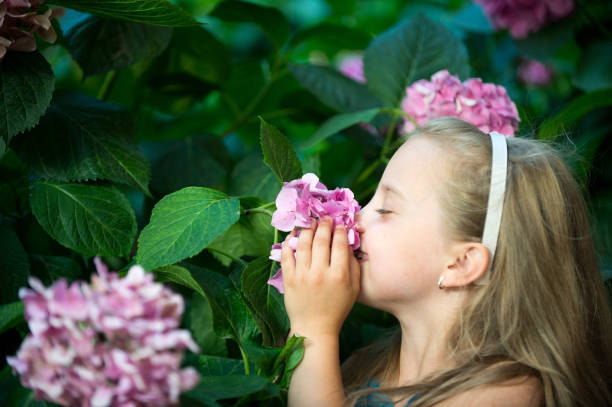 istock small baby girl with smiling face among pink hydrangea blossom 1221377994