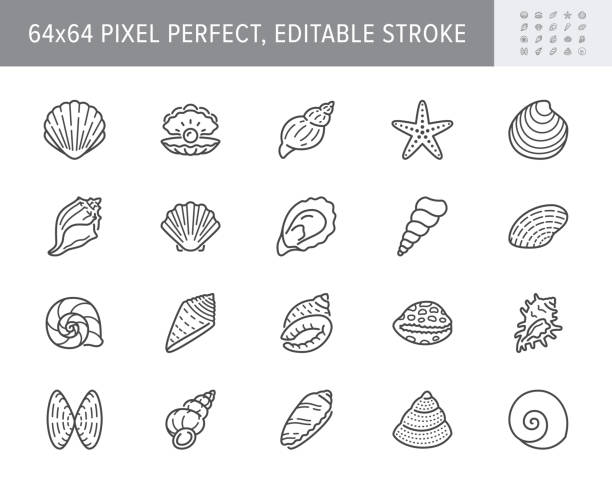 muszla, ostrygi, ikony linii muszelki. ilustracja wektorowa zawierała ikonę jako nautilus, spiralną skorupę, piktogram zarysu rozgwiazdy dla infografiki mięczaka plażowego. 64x64 piksel doskonały edytowalny skok - shell stock illustrations